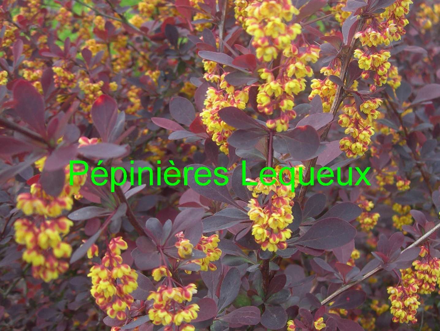 BERBERIS AURICOMA POURPRE